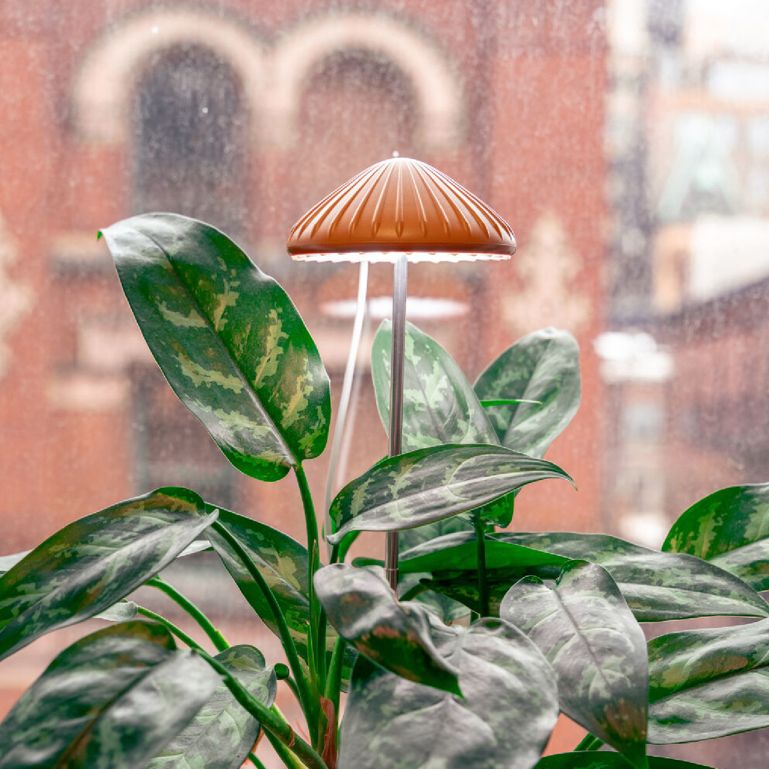 Mushroom Grow Light