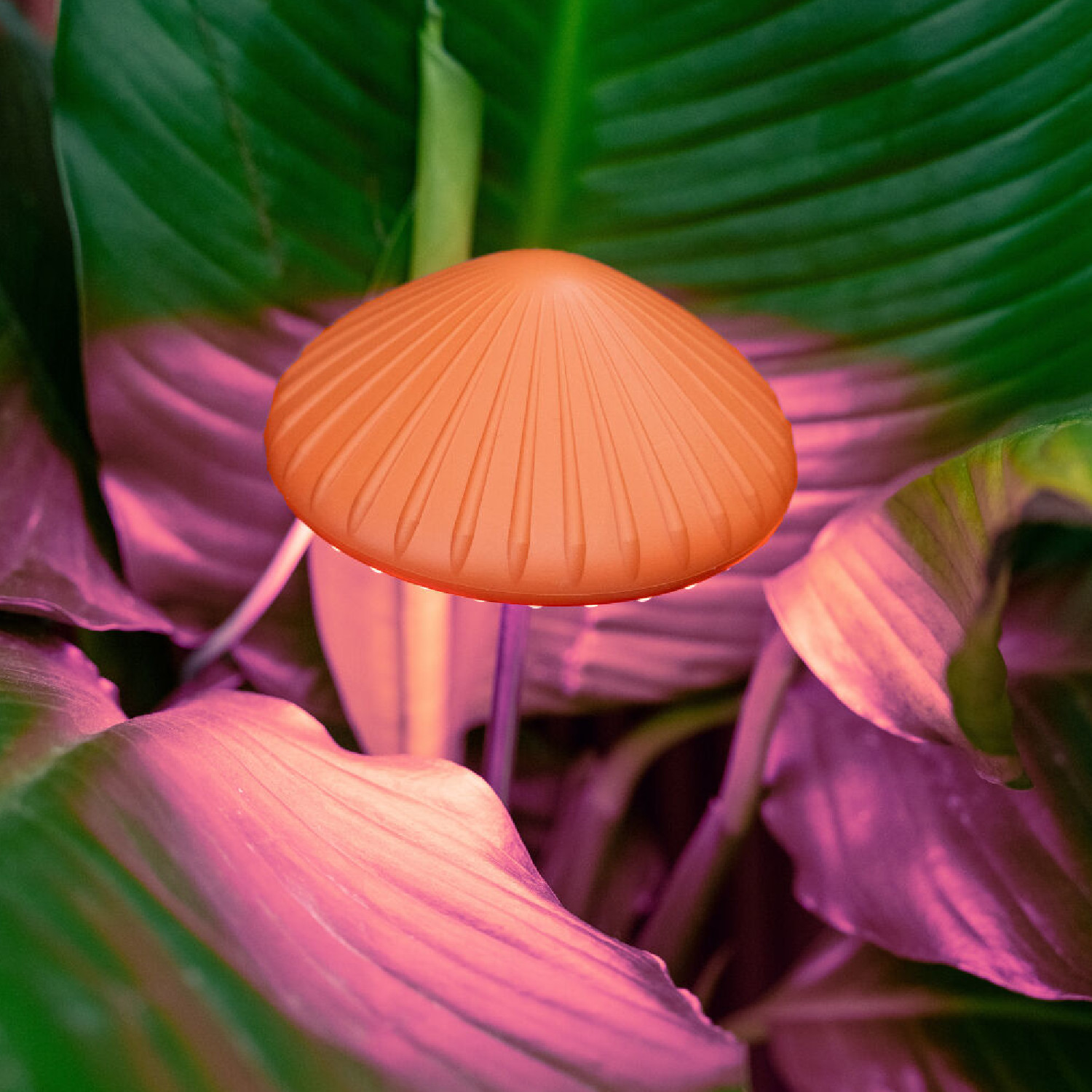 Mushroom Grow Light