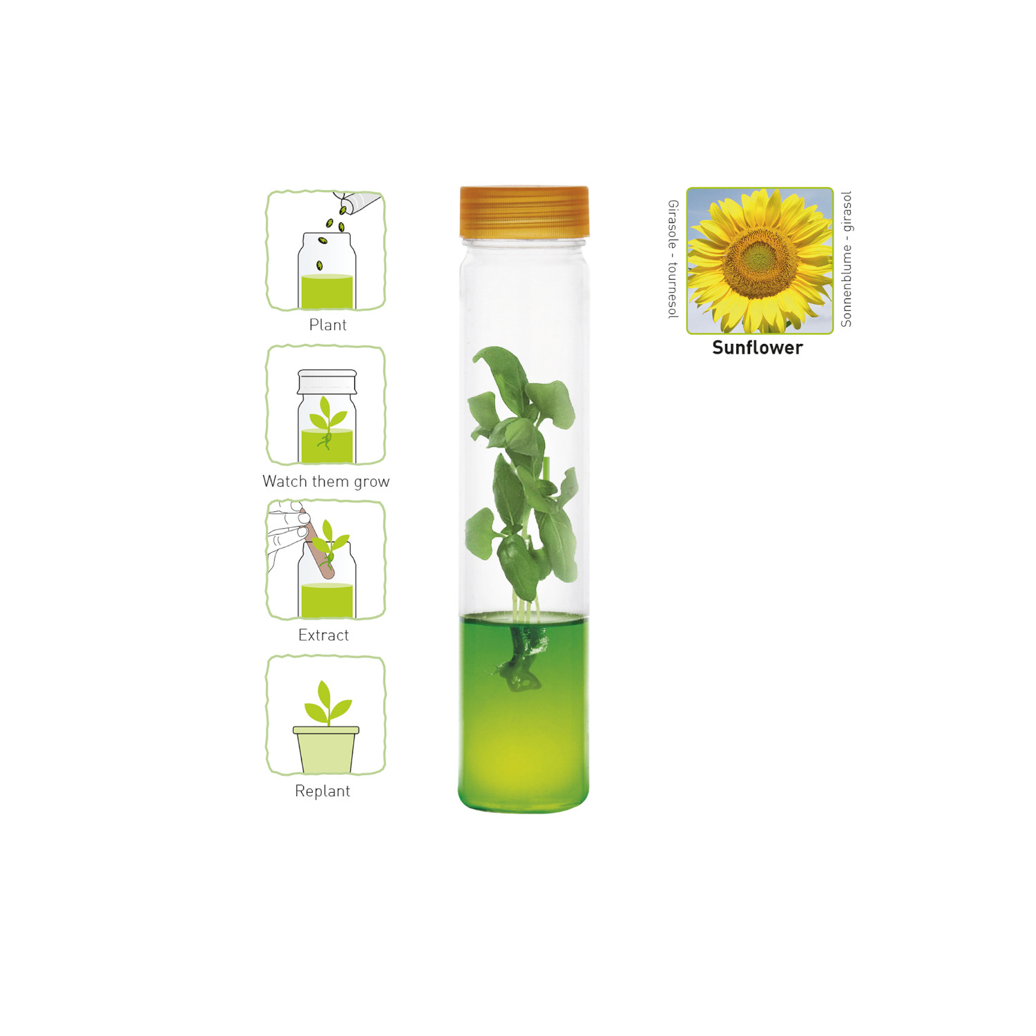 Plantarium Sonnenblume