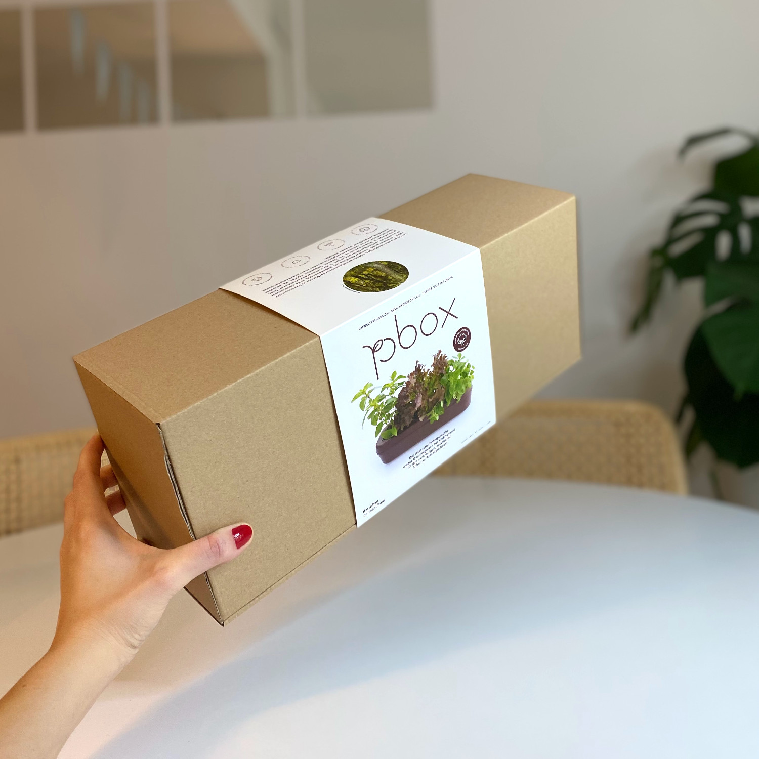 pbox Kork Gemüsegarten Set mit Zitronenbasilikum