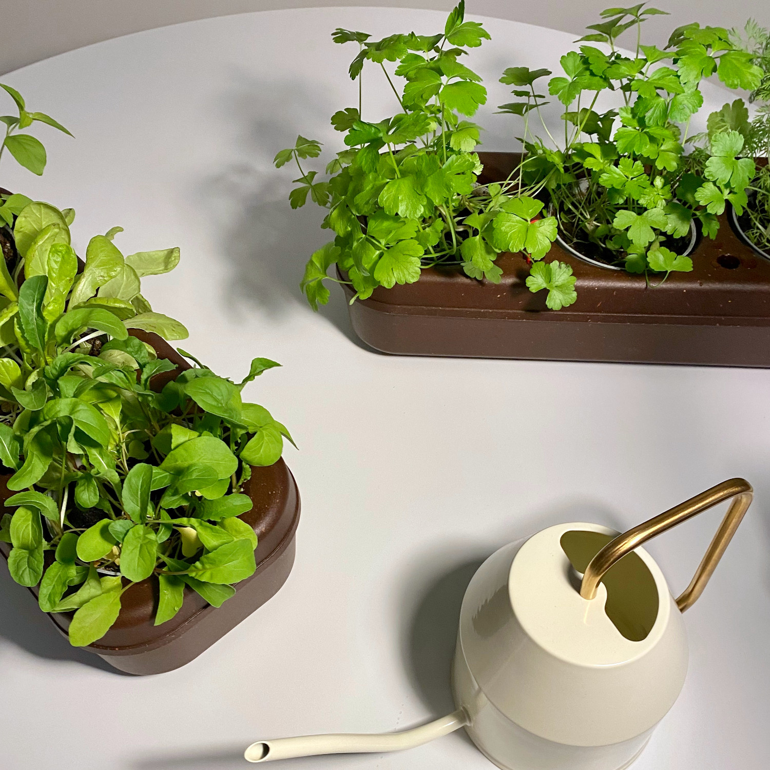 pbox Kork Gemüsegarten Set mit Zitronenbasilikum