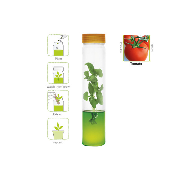 Plantarium Tomate