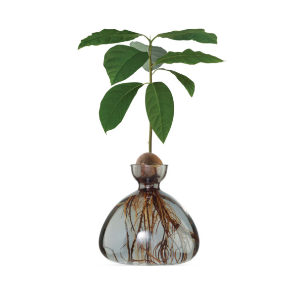 Avocado-Vase - Rauchgrau